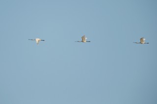 Faune du Delta du Danube et de la campagne Roumaine