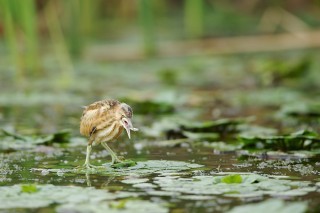 Faune du Delta du Danube et de la campagne Roumaine