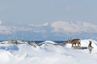 Hokkaïdo