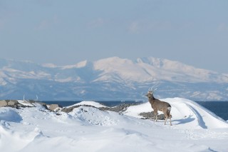 Hokkaïdo