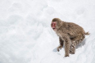 Japon - Les singes de Nagano