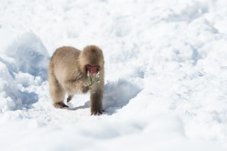 Japon - Les singes de Nagano