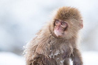 Japon - Les singes de Nagano