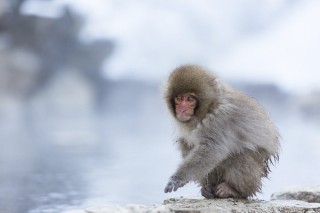 Japon - Les singes de Nagano