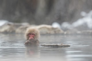 Japon - Les singes de Nagano