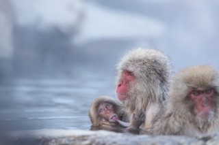 Japon - Les singes de Nagano