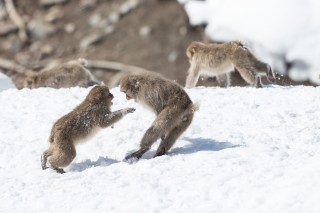 Japon - Les singes de Nagano