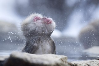 Japon - Les singes de Nagano