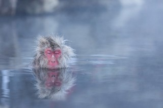 Japon - Les singes de Nagano