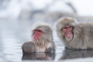 Japon - Les singes de Nagano