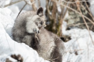 Japon - Les singes de Nagano