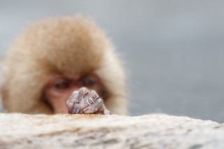 Japon - Les singes de Nagano