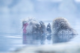 Japon - Les singes de Nagano