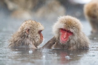 Japon - Les singes de Nagano