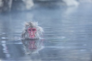 Japon - Les singes de Nagano