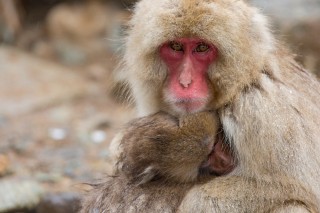 Japon - Les singes de Nagano