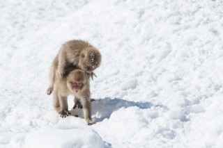 Japon - Les singes de Nagano