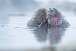 Japon - Les singes de Nagano