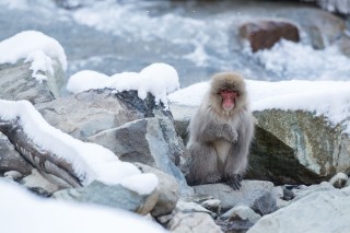 Japon - Les singes de Nagano