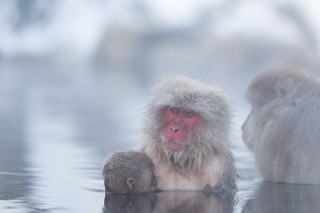 Japon - Les singes de Nagano