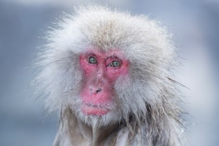 Japon - Les singes de Nagano