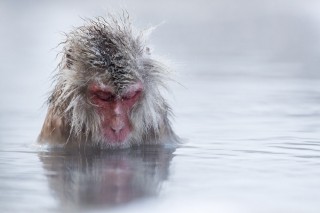 Japon - Les singes de Nagano