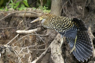 Les eaux fantastiques du Pantanal