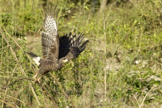 Les eaux fantastiques du Pantanal