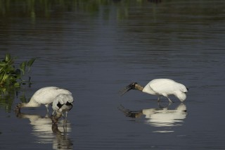 Les eaux fantastiques du Pantanal