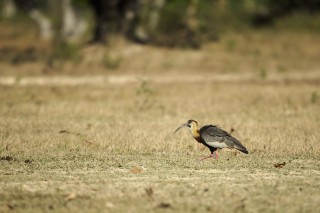 Les eaux fantastiques du Pantanal