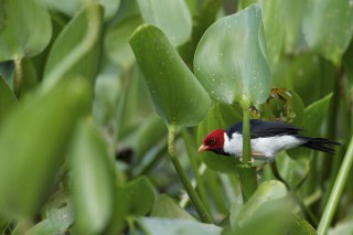 Les eaux fantastiques du Pantanal