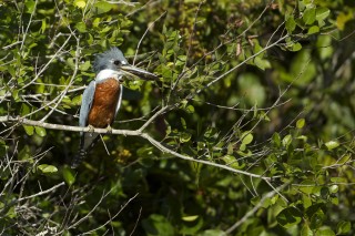 Les eaux fantastiques du Pantanal