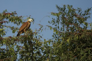 Les eaux fantastiques du Pantanal