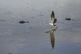 Les eaux fantastiques du Pantanal