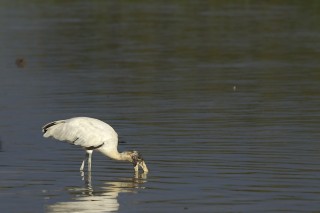 Les eaux fantastiques du Pantanal