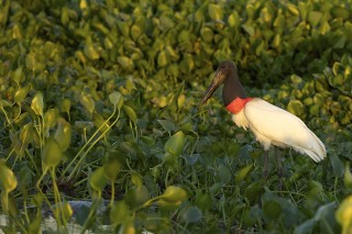 Les eaux fantastiques du Pantanal