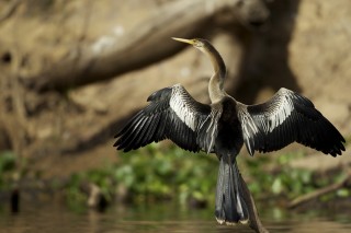 Les eaux fantastiques du Pantanal