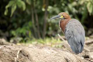 Les eaux fantastiques du Pantanal