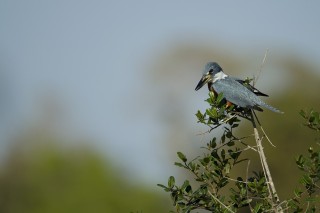 Les eaux fantastiques du Pantanal