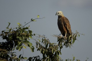 Les eaux fantastiques du Pantanal