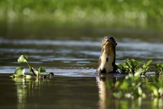 Les eaux fantastiques du Pantanal