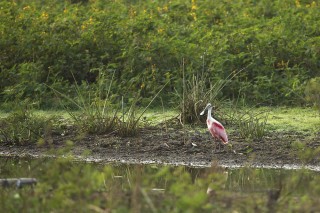 Les eaux fantastiques du Pantanal