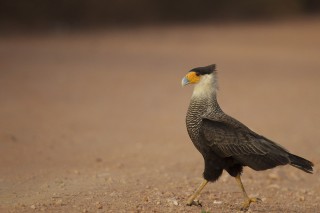 Les eaux fantastiques du Pantanal