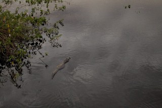 Les eaux fantastiques du Pantanal