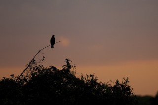 Les eaux fantastiques du Pantanal