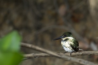 Les eaux fantastiques du Pantanal