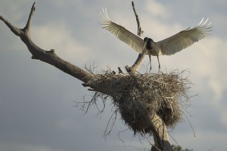 Les eaux fantastiques du Pantanal