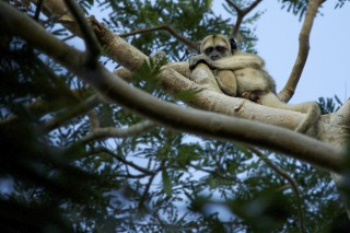 Les eaux fantastiques du Pantanal