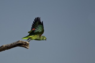 Les eaux fantastiques du Pantanal