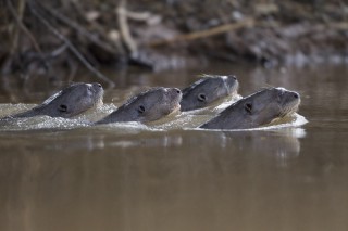 Les eaux fantastiques du Pantanal